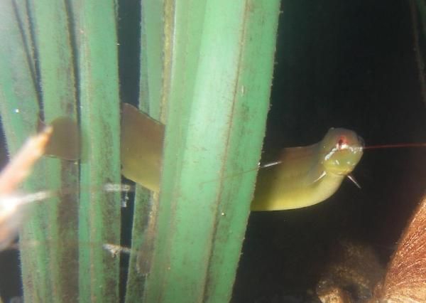 Photo of Apodichthys flavidus by Aaron Baldwin